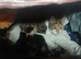 kittens bootifull Tabbies & luck Black (stevenage)