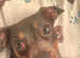 Female dachshund frenchie mix