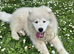 Beautiful samoyed