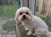 Darcy our Maltese male dog
