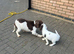 Cocker spaniel female puppy