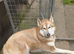 Dog require good home