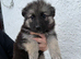 Stunning kc reg grey sable dark sable and Black and Tan
