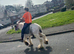 Ride and drive gelding 12h
