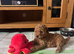 Poochons puppies ready 28th Aug