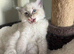 Male ragdoll