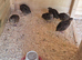 Jumbo coturnix Quails