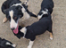 pure border collie puppies
