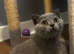 TICA /Scottish fold/BSH kittens