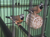 Parsons finch