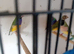 8 Goulding finch + 4 double cages