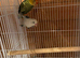Fisher love birds proven
