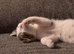 2x kittens