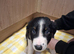 4 male Border Collie puppies for sale