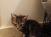 5 kittens 9 weeks old