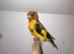 Goldfinch