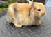 Mini Lop for sale