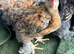 Pekin bantam boys