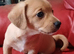 Last little boy chiweenie