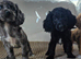 Cocker spaniel pups