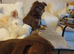 Micro bully for sale