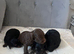 4 beautiful shihpoo puppies