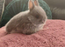 Netherland Dwarf pure breed baby Rabbits
