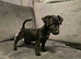 Terrier x dashound pups ready to leave