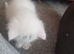 1 white male really to go maincoon looking for his forever home