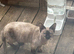 Female bambino cat