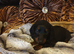 Black and Tan miniature Dachund Boy for a new home