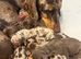 Miniture dachshund puppies