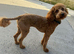 Cockerpoo pups
