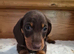 Miniature dachshund puppies