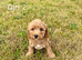 Adorable cockapoo puppies for sale