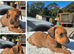 PRA CLEAR MINIATURE DACHSHUND GIRLS