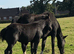 Stunning Black colt