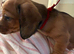 BEAUTIFUL RED DAPPLE MINIATURE DACHSHUNDS