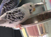 Baby Budgies