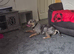 Cali lookong for forever home no fault of her ownFREE TO GOOD HOME