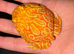 Stunning Strawberry Pacman Frog (Horned Frog) - Healthy & Feeding Well
