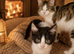 3 Kittens Ready To Leave