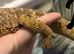 Male and female bearded dragon