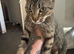 8 week old mixed tabby/domestic kittens