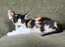 Stunning GCCF spayed Tortie girl. 6m