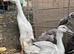 Indian Runner Ducks