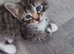 5 Bengal cross kittens
