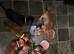 Standard short hair dachshund puppies looking for their for ever home