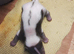 Skunk kits