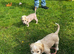 Chinese crested/ cocker spaniel puppies for sale
